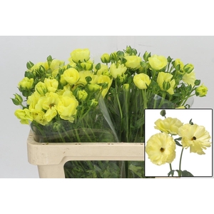 RAN BUTTERFLY HELIOS