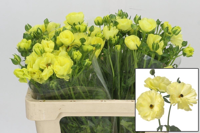 <h4>RAN BUTTERFLY HELIOS</h4>