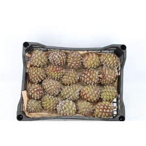 PINEA GROOT X20 CRATE