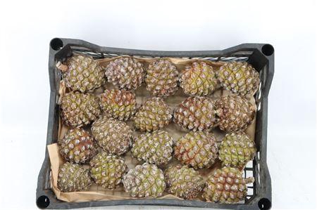 <h4>PINEA GROOT X20 CRATE</h4>