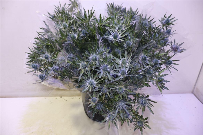 <h4>Eryn Orion Qstar X5</h4>