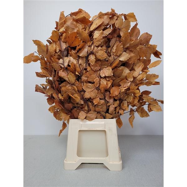 <h4>GESTABILISEERD BEUK ORANJE/BRUIN</h4>