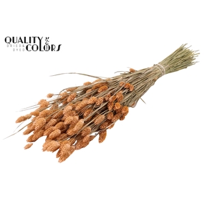 Phalaris per bunch Frosted Salmon