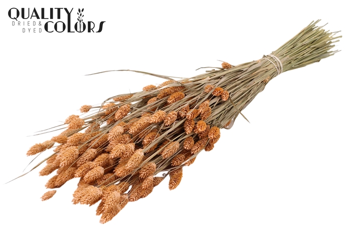 <h4>Phalaris per bunch Frosted Salmon</h4>