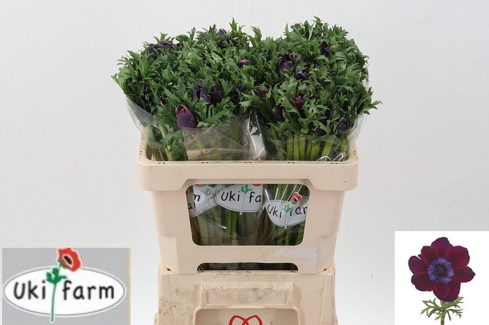 <h4>Anem Gall Bordeaux</h4>