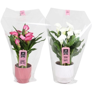 Zantedeschia gemengd Calla Valentijn mix in Jady keramiek