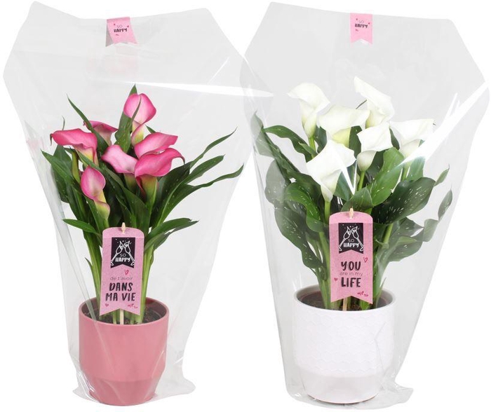 <h4>Zantedeschia gemengd Calla Valentijn mix in Jady keramiek</h4>