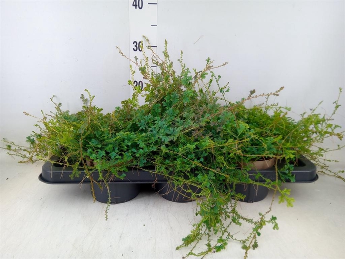 <h4>Selaginella   ...</h4>