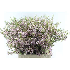 Chamelaucium Early Nir Pale Pink