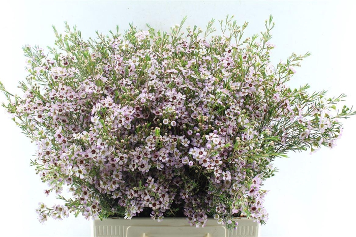 <h4>Chamelaucium Early Nir Pale Pink</h4>