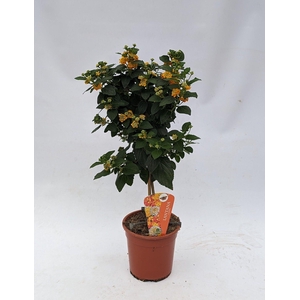 Lantana camara (op stam) oranje