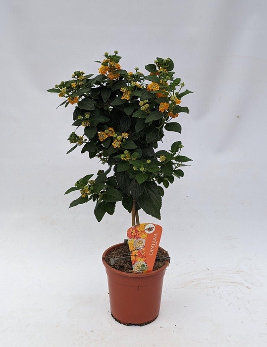 <h4>Lantana camara (op stam) oranje</h4>