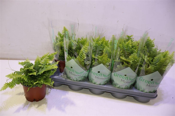 <h4>arr8 Nephr Ex Green Momen</h4>