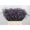 Limonium Saf Dark Blue Sh