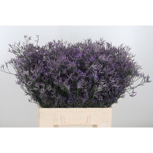 Limonium Saf Dark Blue