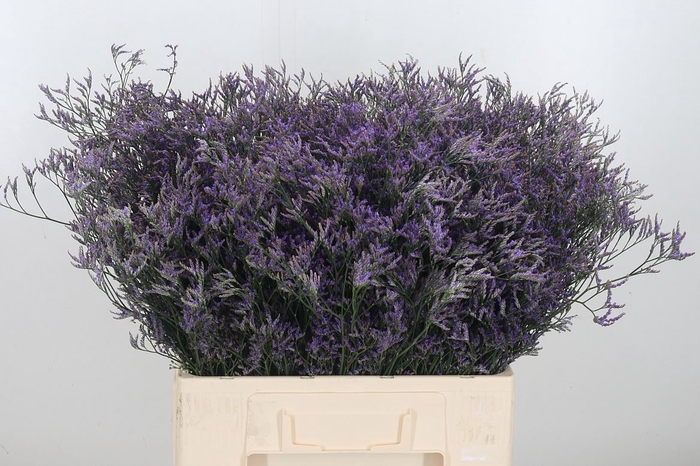 <h4>Limonium Saf Dark Blue</h4>