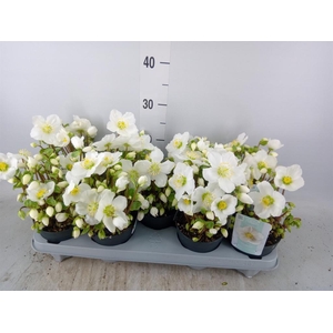 Helleborus niger 'Verb Beauty'