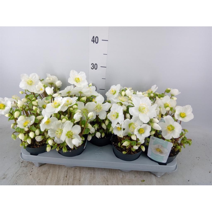 <h4>Helleborus niger 'Verb Beauty'</h4>