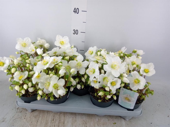 <h4>Helleborus niger 'Verb Beauty'</h4>