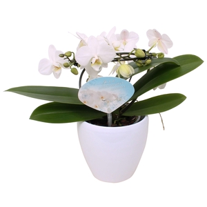 Phal. Multi vorm wit 