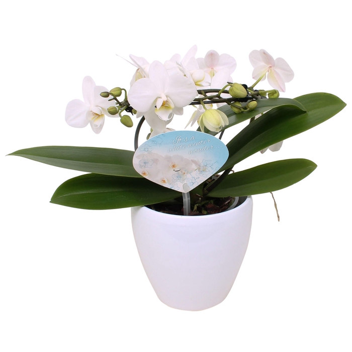 <h4>Phal. Multi vorm wit "Blossoming Beauty" in Sofia wit keramiek</h4>