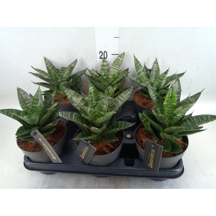 <h4>Sansevieria cyl.  ...</h4>