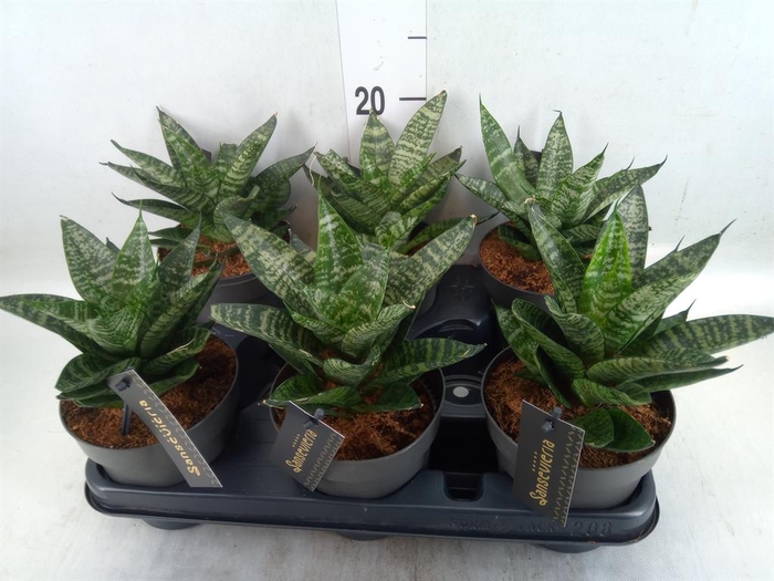 <h4>Sansevieria cyl.  ...</h4>