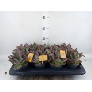 Kalanchoe humilis 'Surpris Desert'