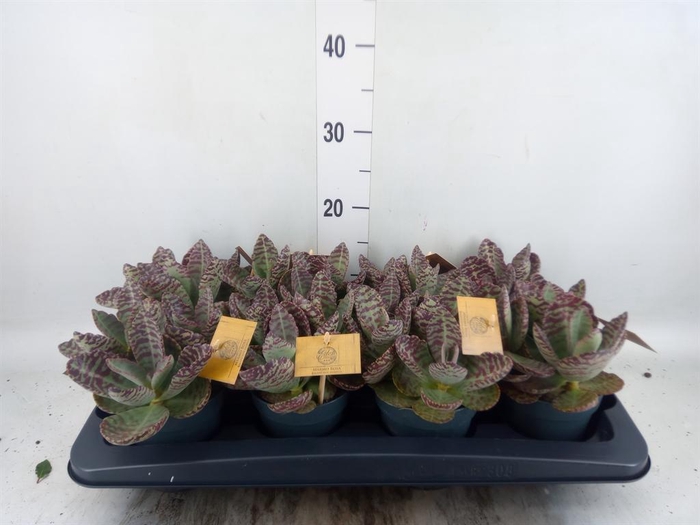 <h4>Kalanchoe humilis 'Surpris Desert'</h4>