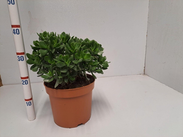 <h4>CRASS SUNSET</h4>