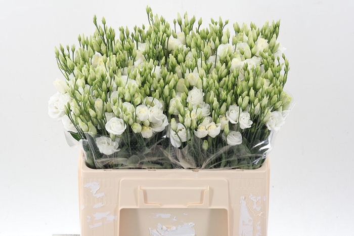 <h4>Eus G Rosi White</h4>