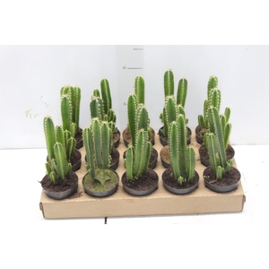 CACTUS ACANTHOCEREUS TETRAGONUS P09