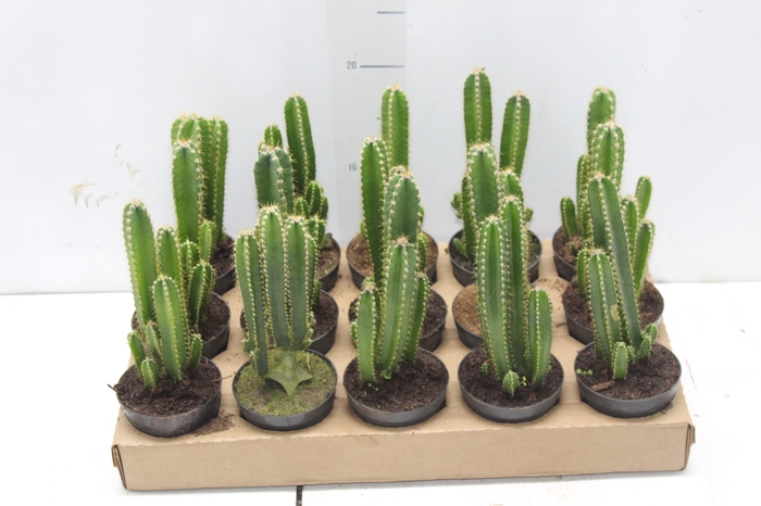 <h4>CACTUS ACANTHOCEREUS TETRAGONUS P09</h4>