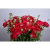 Ranunculus Clooney Passion Extra