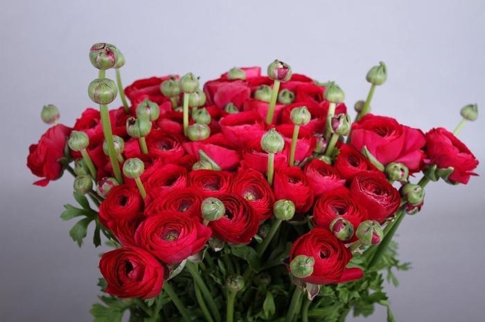 Ranunculus Clooney Passion Extra
