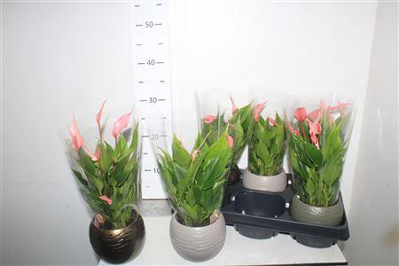 <h4>Anthu Lilli 4+ Ceramic Bolpotten</h4>