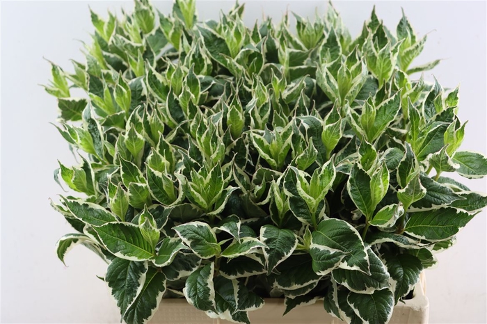 <h4>Weigela Fl Mag Sunshine</h4>