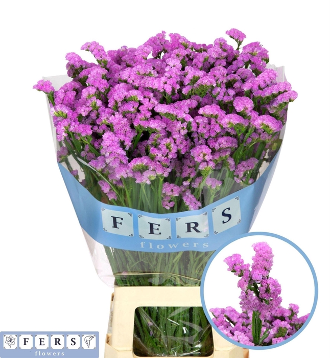 <h4>LIMONIUM SINUATUM 'FANTASIA WINGS'</h4>
