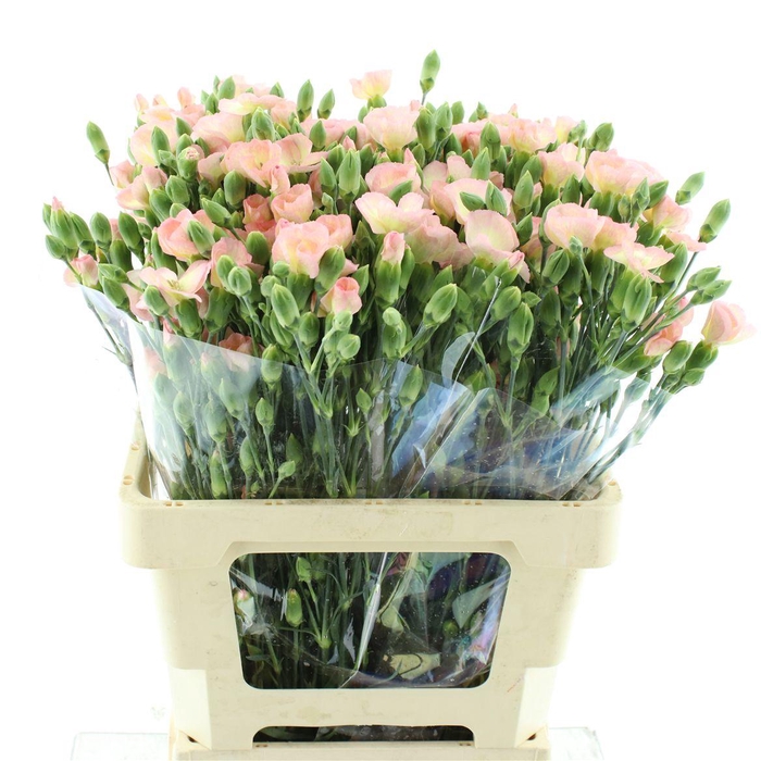 <h4>Di Tr Simply Peach Extra</h4>