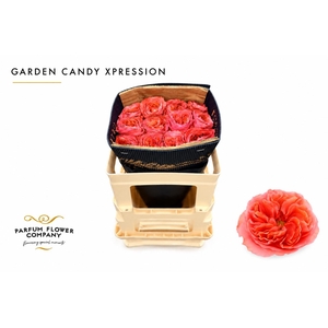 Rosa Garden Candy Xpression