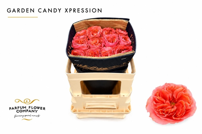 <h4>Rosa Garden Candy Xpression</h4>