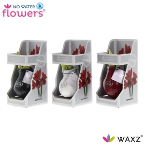 No Water Flowers Waxz® Message Printz Xmas in Gift Box