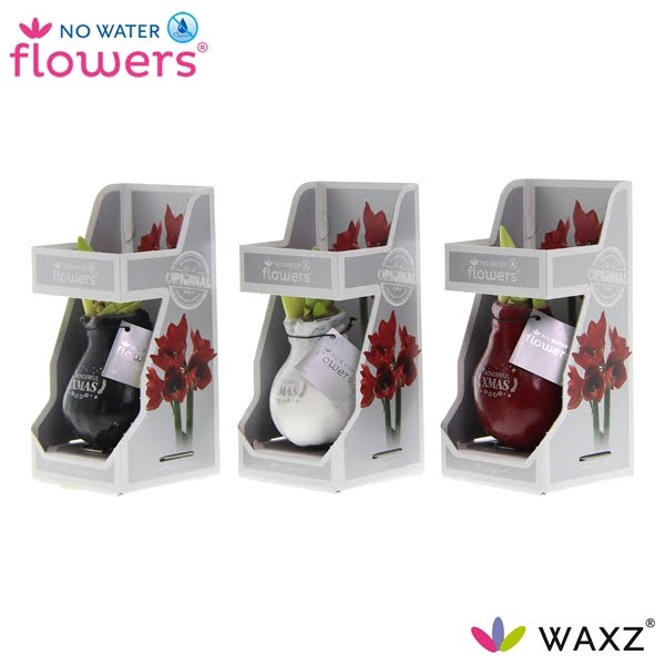 <h4>No Water Flowers Waxz® Message Printz Xmas in Gift Box</h4>