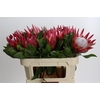 Protea Cynaroides Madiba