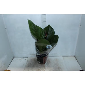 ANTHURIUM JENMANII P19