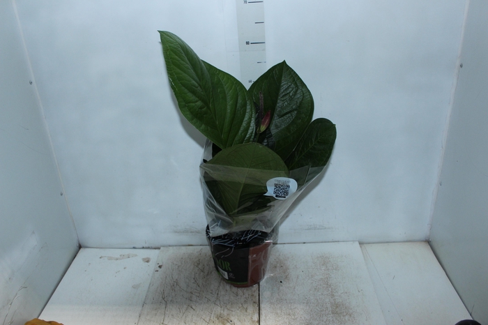 <h4>ANTHURIUM JENMANII P19</h4>