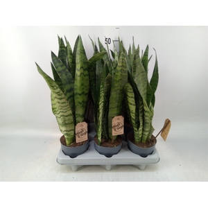 Sansevieria zeylanica