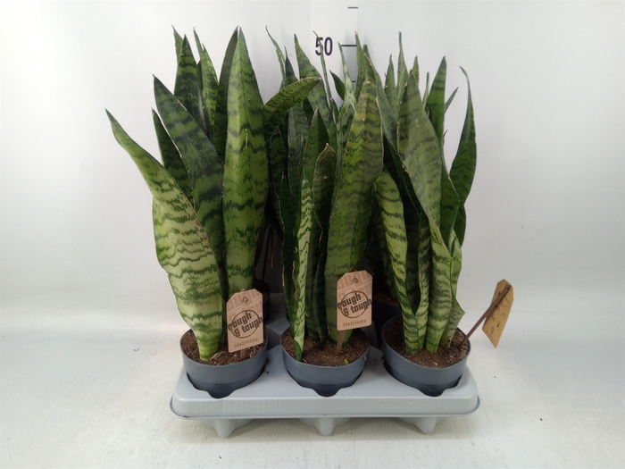 <h4>Sansevieria zeylanica</h4>