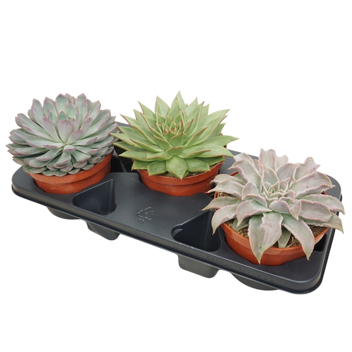 <h4>Echeveria gemengd</h4>