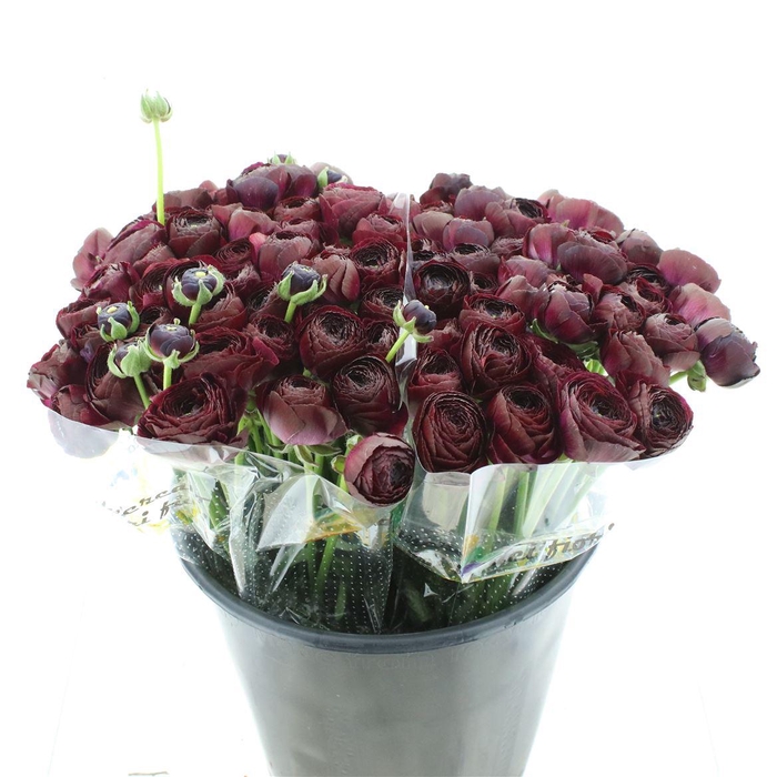 <h4>Ran Su Sr Renoir Purple 1a</h4>